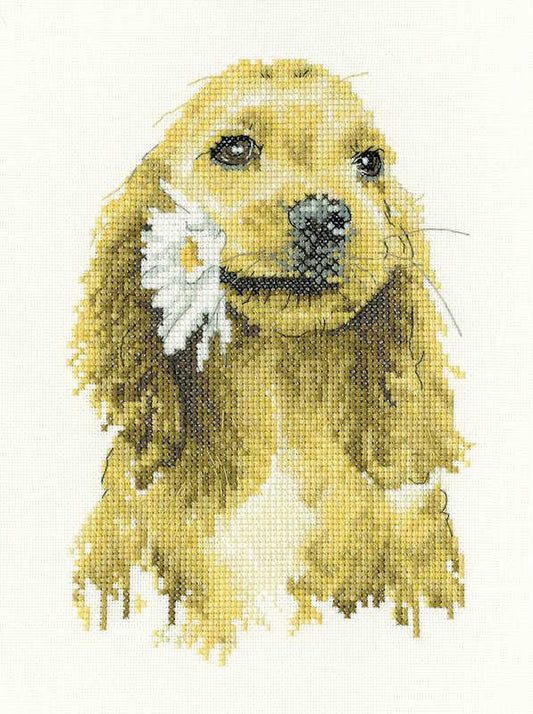 Daisy Cocker Spaniel Cross Stitch Kit by Heritage Crafts