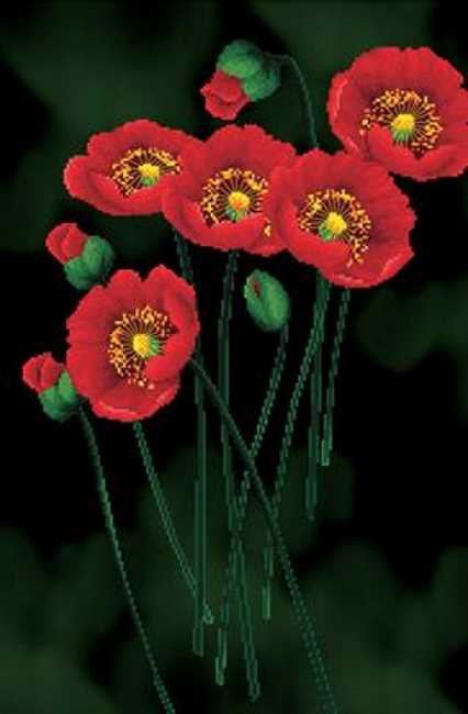 Red Poppies on Black Printed Cross Stitch Kit by Needleart World