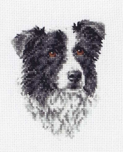 Border Collie Cross Stitch Kit By Anchor